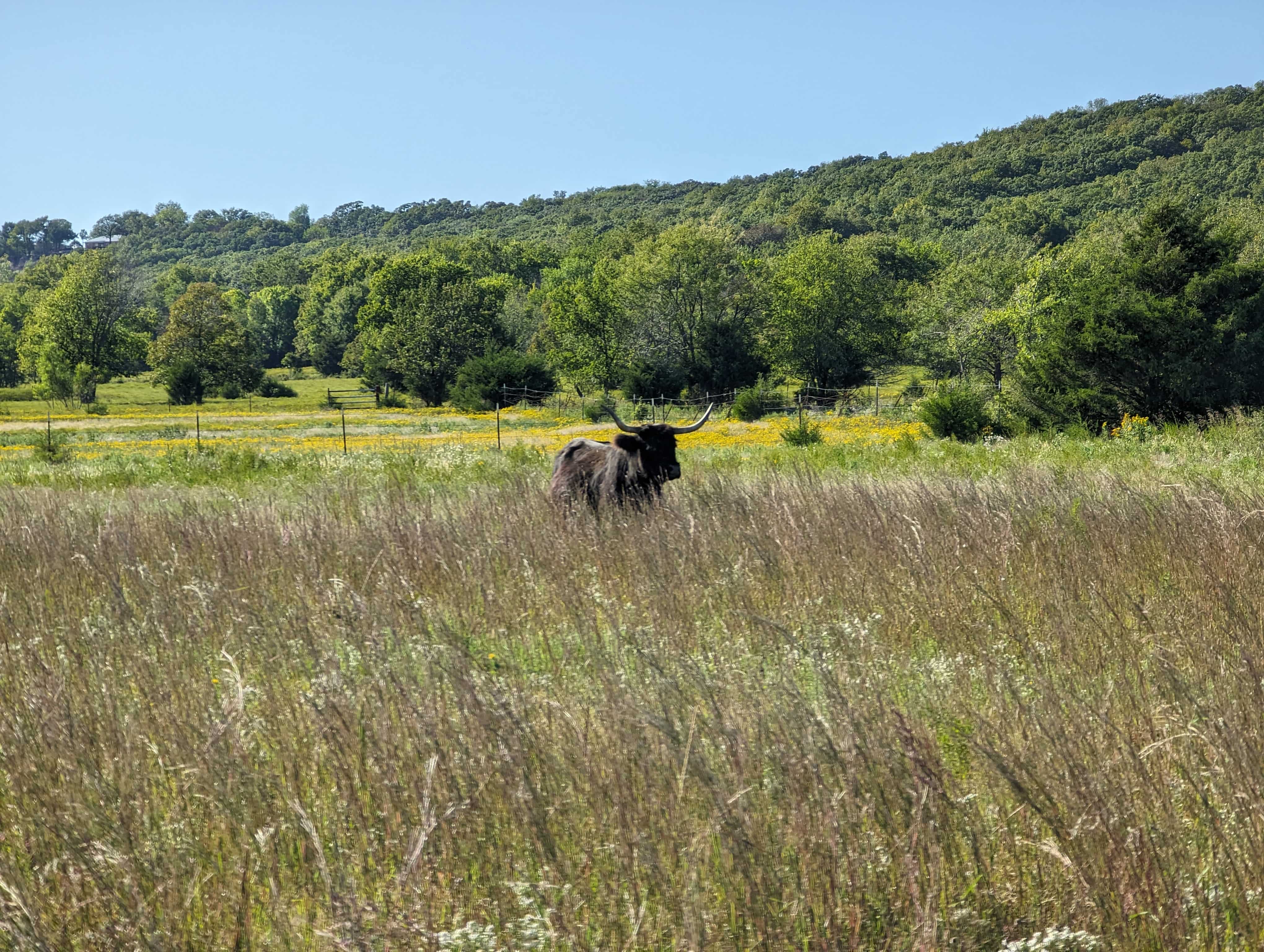 Black Beauty-min.jpg