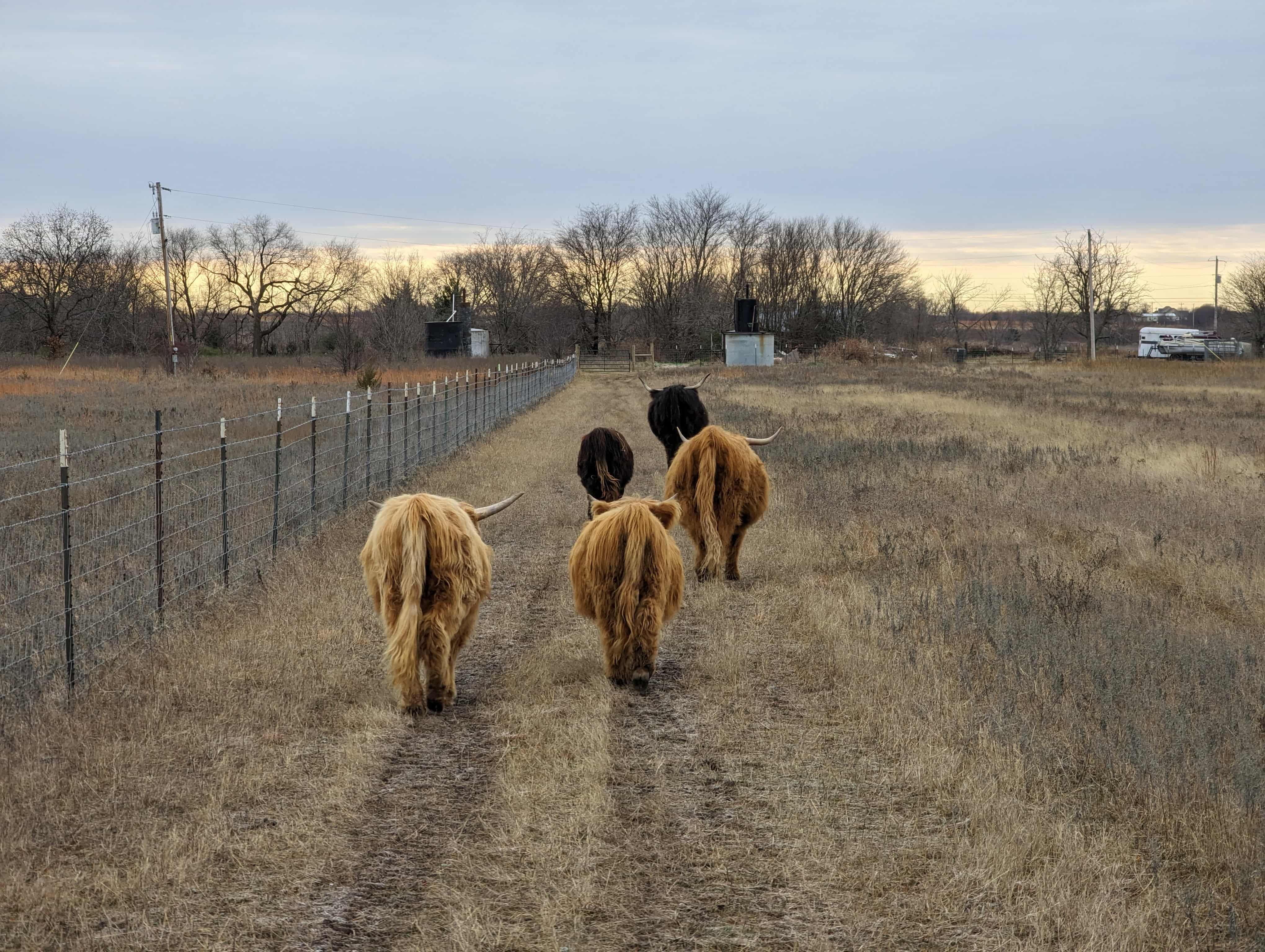 Cow Buts-min-min.jpg