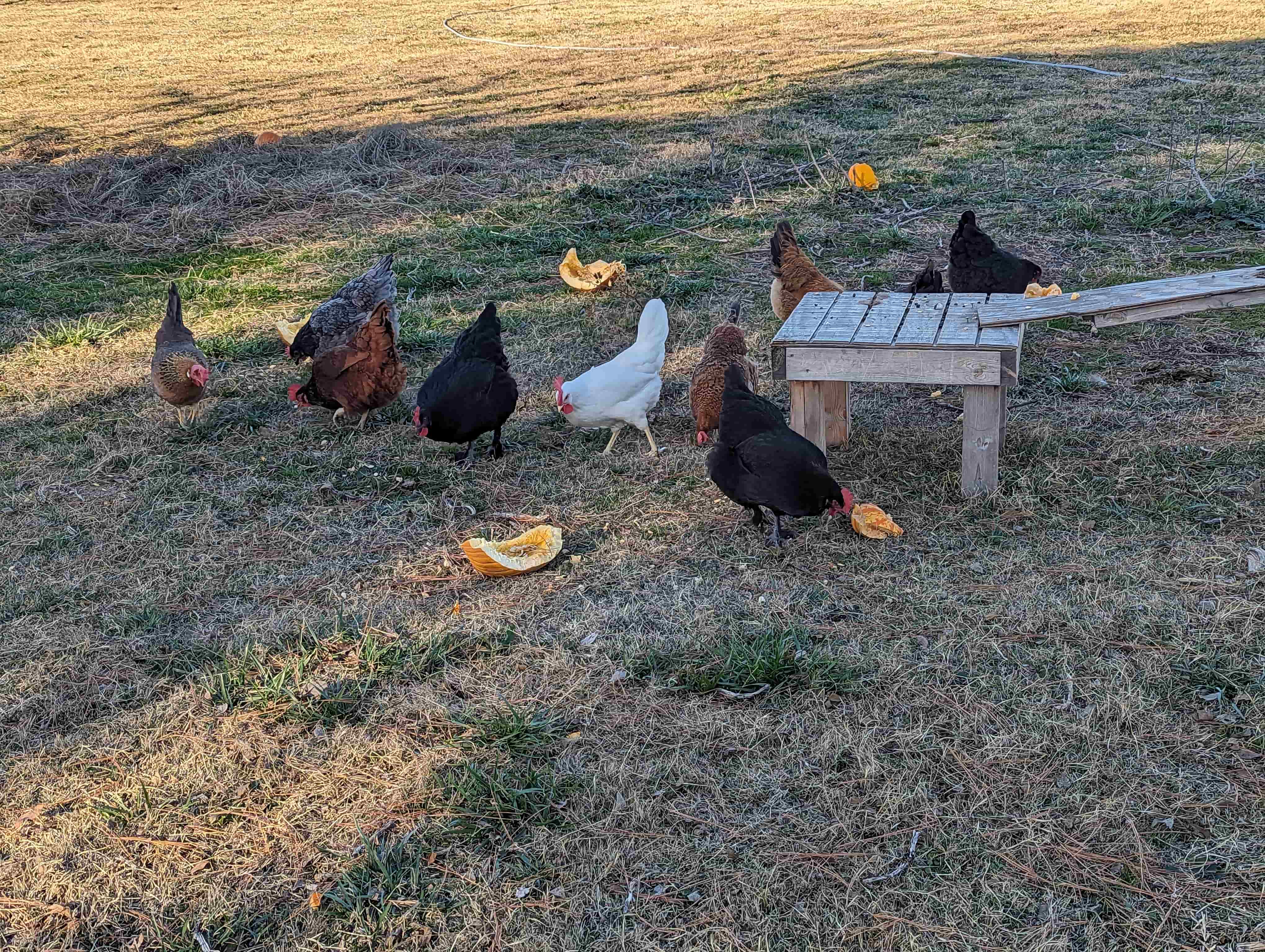 chickens-min.jpg